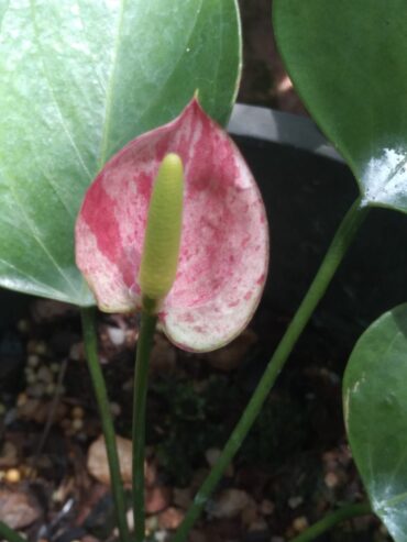 Anthurium Plants