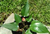 Anthurium Plants