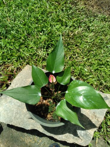 Anthurium Plants