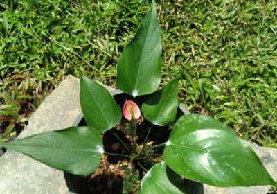 Anthurium-Plants-2