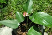 Anthurium Plants