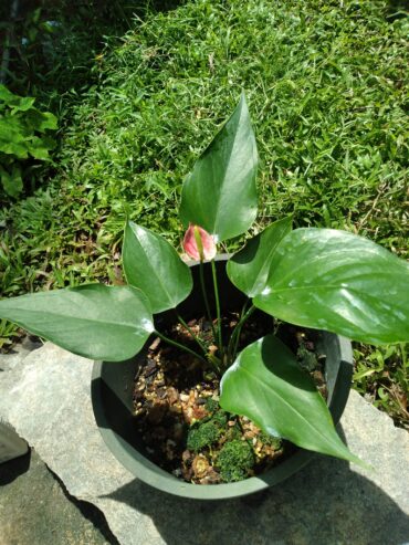 Anthurium Plants