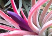 Bromeliad Air Plants