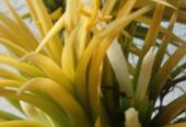 Bromeliad Air Plants