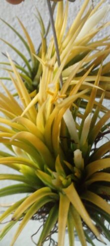 Bromeliad Air Plants