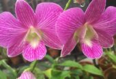 Cattleya Measuresiana – කැට්ලියා මීෂර්සියානා