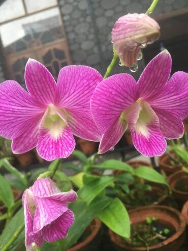 Cattleya Measuresiana – කැට්ලියා මීෂර්සියානා