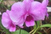 Cattleya Measuresiana – කැට්ලියා මීෂර්සියානා