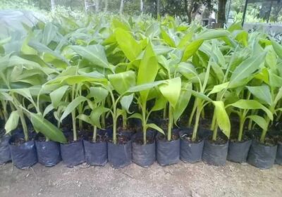 Cavendish-Banana-Plants-1