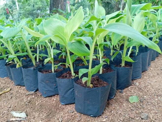 Cavendish Banana Plants