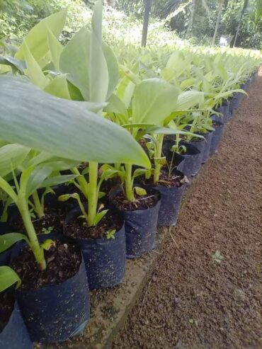 Cavendish Banana Plants