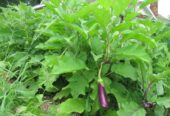 Eggplant Plants – වම්බටු පැළ