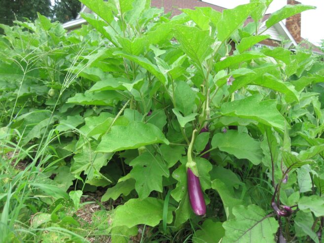 Eggplant Plants – වම්බටු පැළ