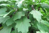 Eggplant Plants – වම්බටු පැළ