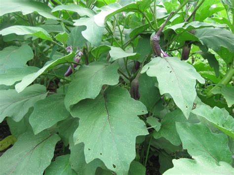 Eggplant Plants – වම්බටු පැළ