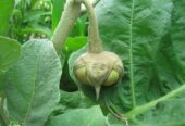 Eggplant Plants – වම්බටු පැළ