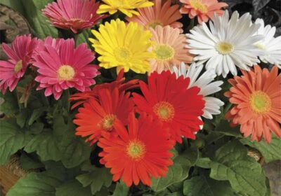 Gerbera-Sweet-Love-plants-2