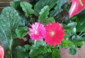 Gerbera Plants – Sweet Love l ජර්බරා පැළ – ස්වීට් ලව්