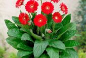 Gerbera Plants – Sweet Love l ජර්බරා පැළ – ස්වීට් ලව්