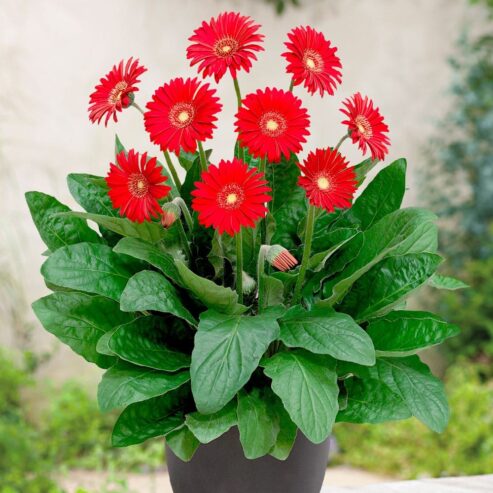 Gerbera Plants – Sweet Love l ජර්බරා පැළ – ස්වීට් ලව්