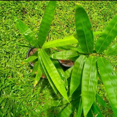 Golden Bamboo – රන් බඹු