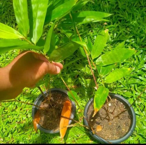 Golden Bamboo – රන් බඹු