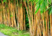 Golden Bamboo – රන් බඹු