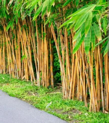 Golden Bamboo – රන් බඹු