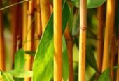 Golden Bamboo – රන් බඹු