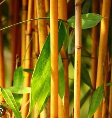 Golden Bamboo – රන් බඹු