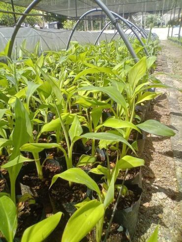 Green Banana Plants