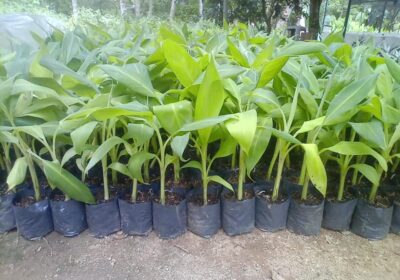 Green-Banana-Plants-2