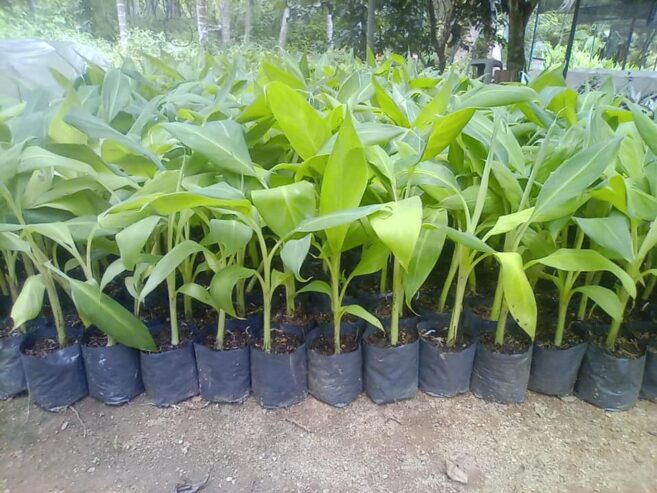 Green Banana Plants