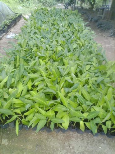 Green Banana Plants