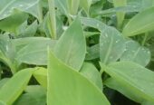 Green Banana Plants