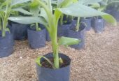 Green Banana Plants