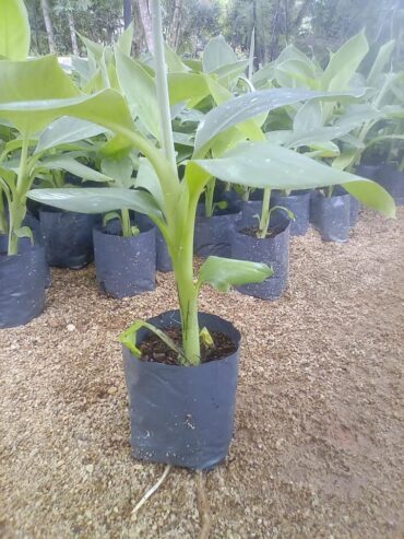 Green Banana Plants