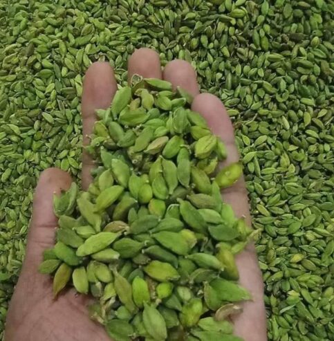 Green Cardamom Plants – කොළ කුරුඳු පැළ