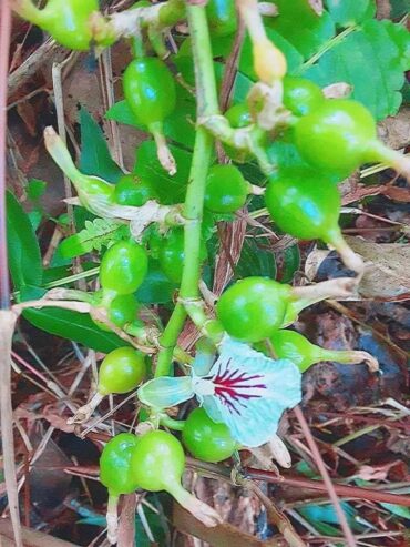 Green Cardamom Plants – කොළ කුරුඳු පැළ