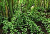 Green Cardamom Plants – කොළ කුරුඳු පැළ