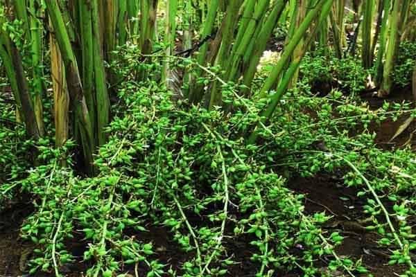 Green Cardamom Plants – කොළ කුරුඳු පැළ