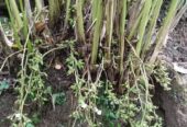 Green Cardamom Plants – කොළ කුරුඳු පැළ