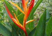 Heliconia St Vincent Red – හෙලිකෝනියා ශාක