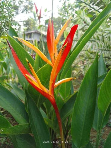 Heliconia St Vincent Red – හෙලිකෝනියා ශාක