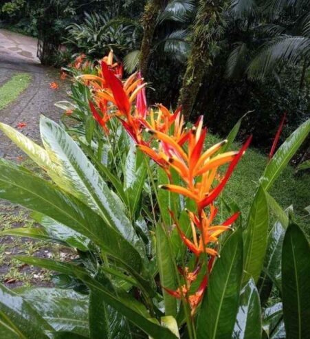 Heliconia St Vincent Red – හෙලිකෝනියා ශාක