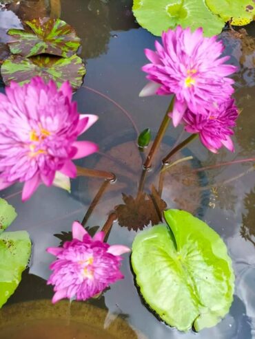 Khohinson Waterlily