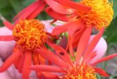 Mexican Flame Vine with Pot