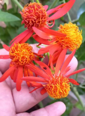 Mexican Flame Vine with Pot