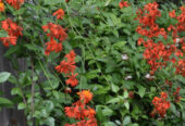 Mexican Flame Vine with Pot