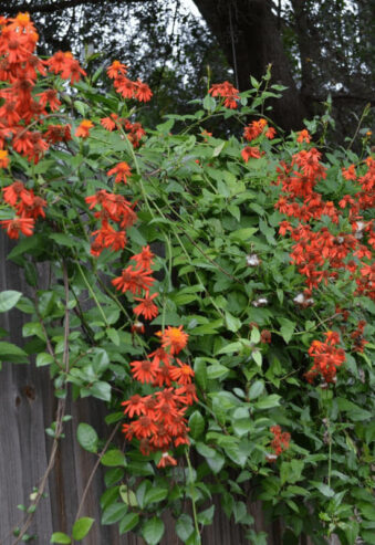 Mexican Flame Vine with Pot